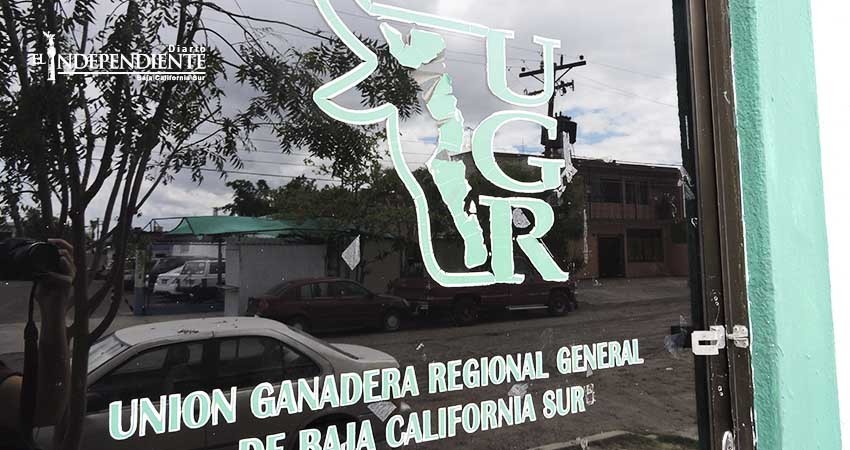 No existen estadísticas oficiales por robo de ganado en BCS, advierte la Unión Ganadera
