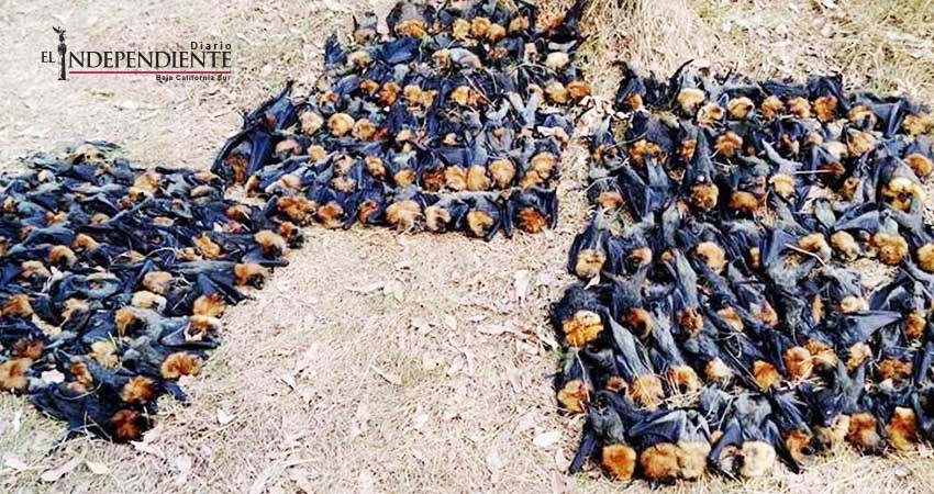 Mueren cientos de murciélagos en Australia por ola de calor