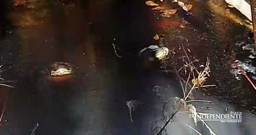 Caimanes quedan incrustados en pantano congelado