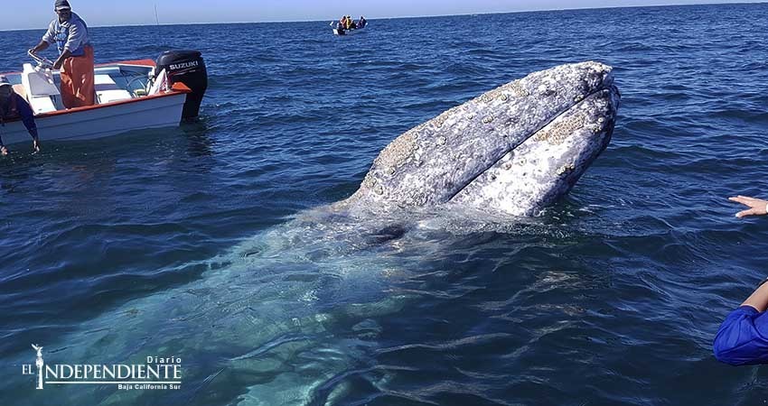 Inician preparativos para el tercer festival de la Ballena Azul en Loreto