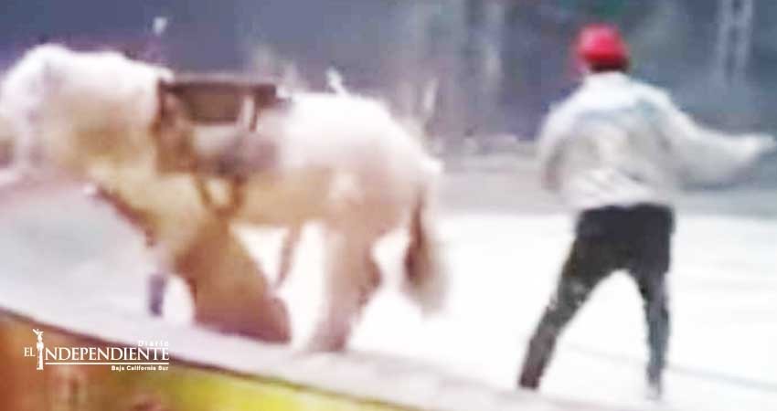 Tigre y león atacan a caballo durante fatal ensayo de circo