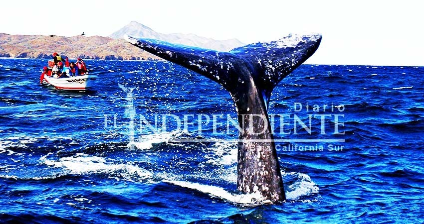 Del 23 al 25 de Febrero  se realizará el Festival de la Ballena en Puerto San Carlos