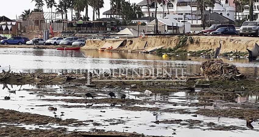 Destruida gran parte de la vegetación del humedal de Cabo San Lucas