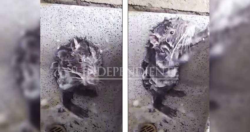 Rata… ¡bañándose!?