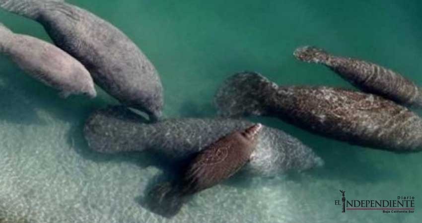 Por estrés debido al frío, mueren 35 manatíes en Florida