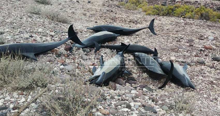 Mueren 18 delfines varados en Pichilingue