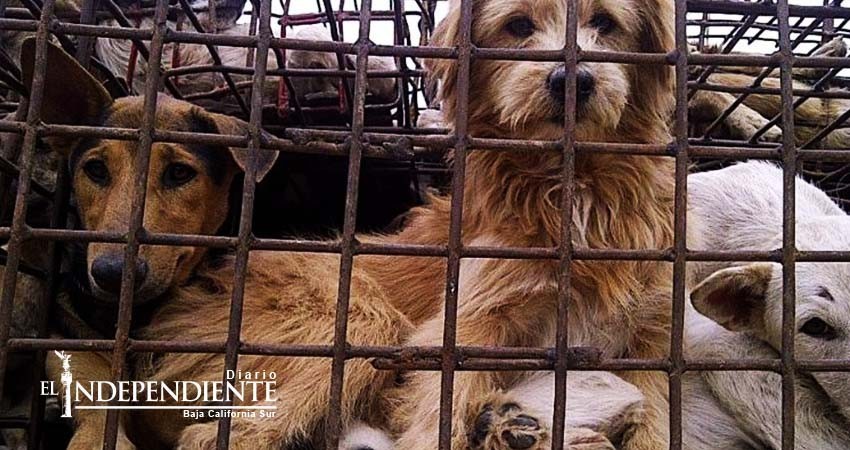 El Año del Perro, oportunidad para los derechos de los canes en China