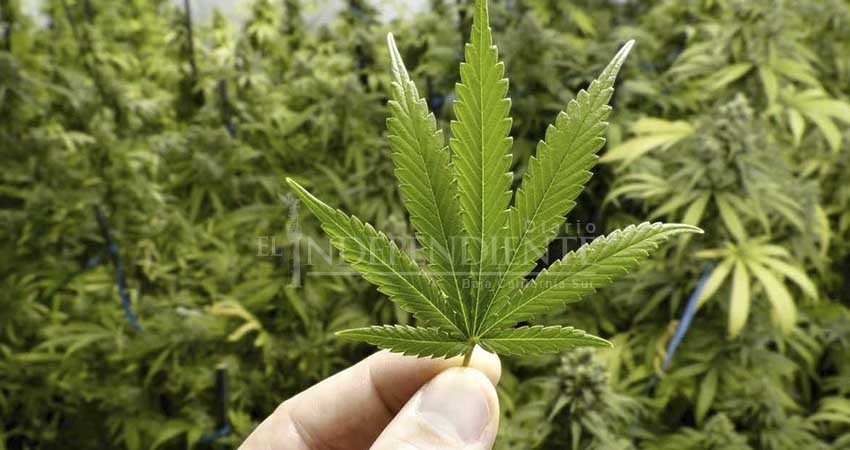 Mayoría de sudcalifornianos está en contra de legalización de la marihuana