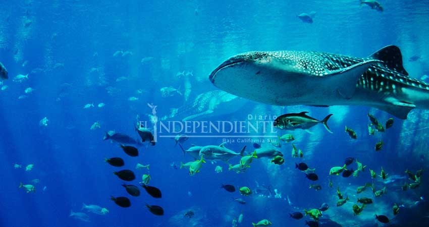 Concluye este mes consulta sobre norma para tiburón ballena