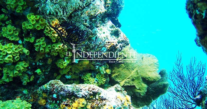 Buscan en la UABCS restaurar arrecifes coralinos dañados