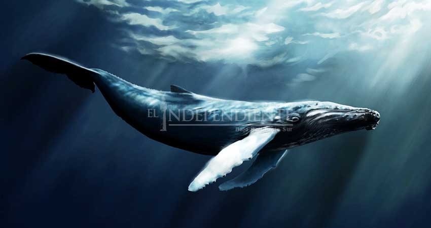 Hoy  inicia el 3er Gran Festival de la ballena azul en Loreto