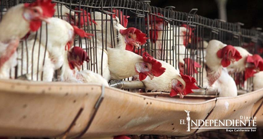 Senasica descarta riesgo en producción avícola por focos de influenza aviar
