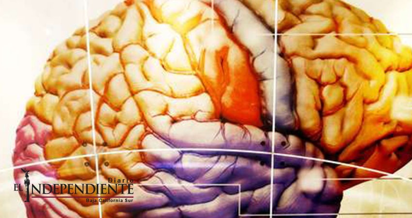 Investigadores prueban que el cerebro aprende a buscar placer