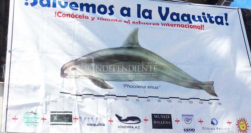 Vaquita Marina en situación crítica; al borde de la extinción