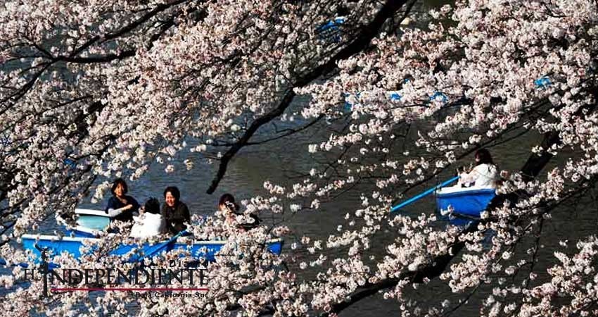Alcanzan cerezos plena floración en Japón
