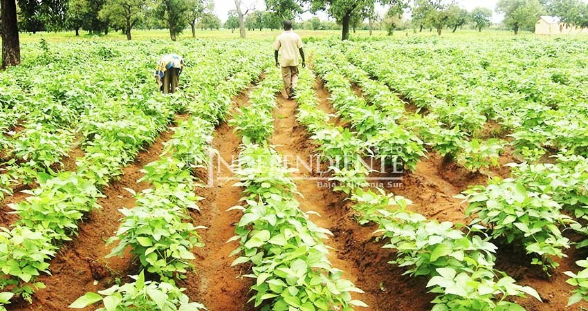 Financiera Nacional de Desarrollo en BCS no tendrá blindaje electoral