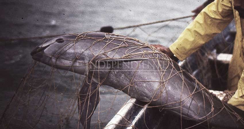 Mortandad de vaquita marina en Golfo de California es por construcción de presa para EEUU: Sector pesquero