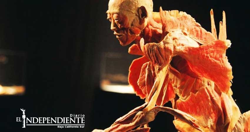 Descubre el interior de tu cuerpo con “Our Body”