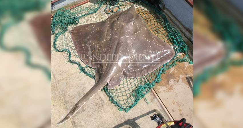 En mayo levantarán vedas de langosta, tiburón y raya en BCS