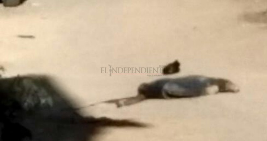 Balean y asesinan a joven de 24 años en CSL