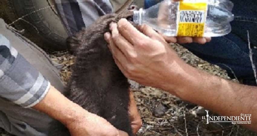 Rescatan a cría de oso negro en medio de incendio forestal en Chihuahua