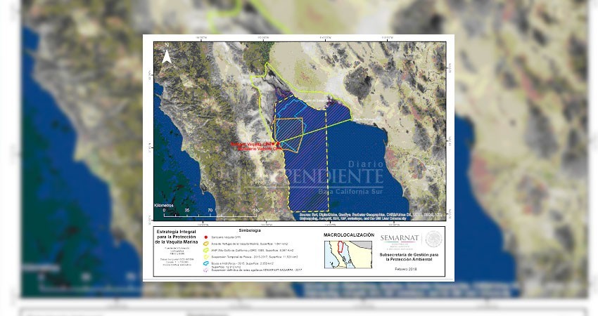 Amplía Semarnat área de refugio de la vaquita marina en Golfo de California