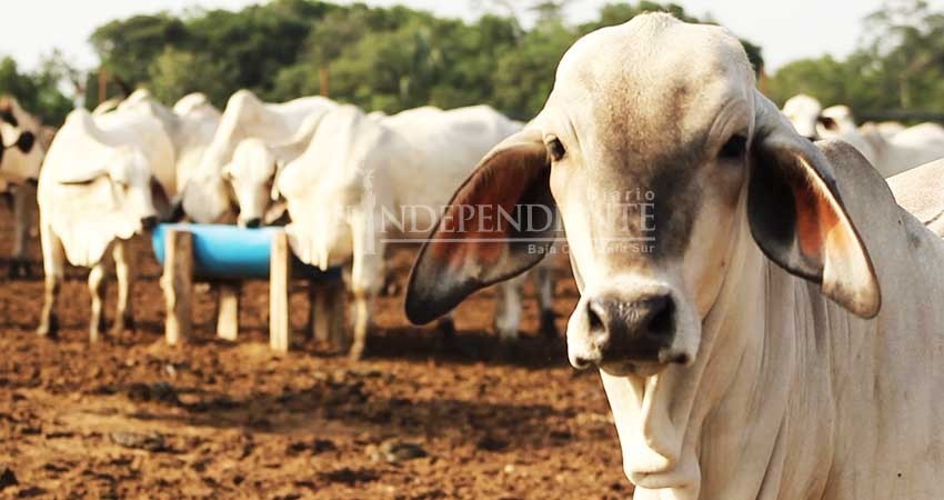 Ganaderos buscarán diálogo con el titular de la PGJE, se dicen hartos del robo de ganado