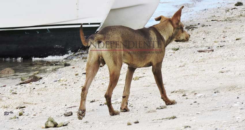 "Envenenan a perros para robar casas o controlar su población": veterinarios