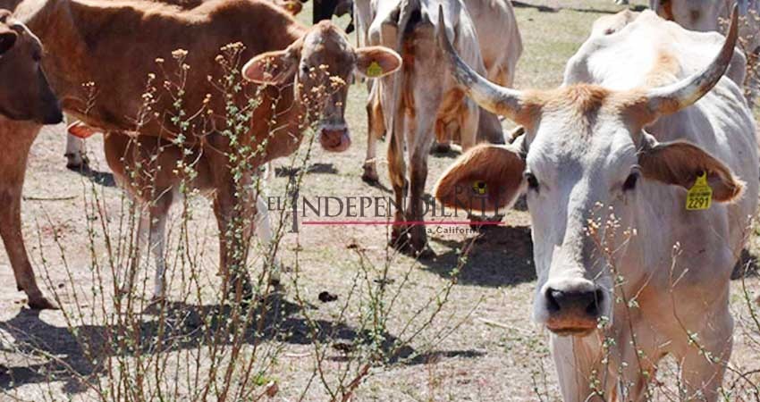 Por cada 10 casos de robo de ganado, por lo menos ocho no son denunciados