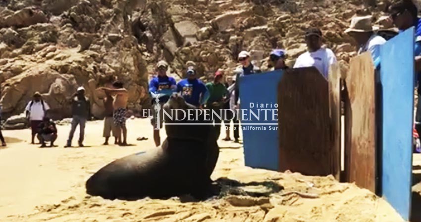 Rescatan a lobo marino herido en la bahía de Cabo San Lucas