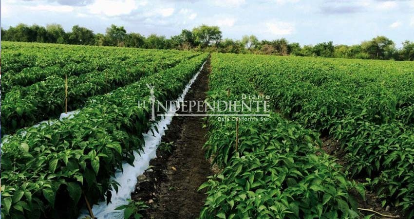 BCS reconocida a nivel mundial por producción de orgánicos: Sagarpa
