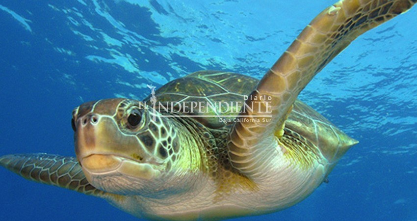 Declara Semarnat al Golfo de Ulloa como área de refugio para tortuga amarilla 
