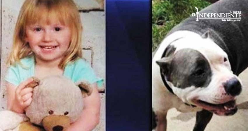 Niña de dos años es rescatada por su perrita pitbull