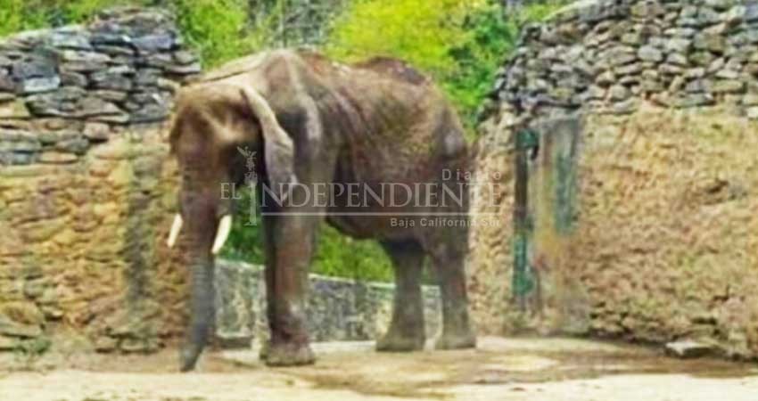 La muerte de Ruperta es la muerte de un país, 'perdónanos'