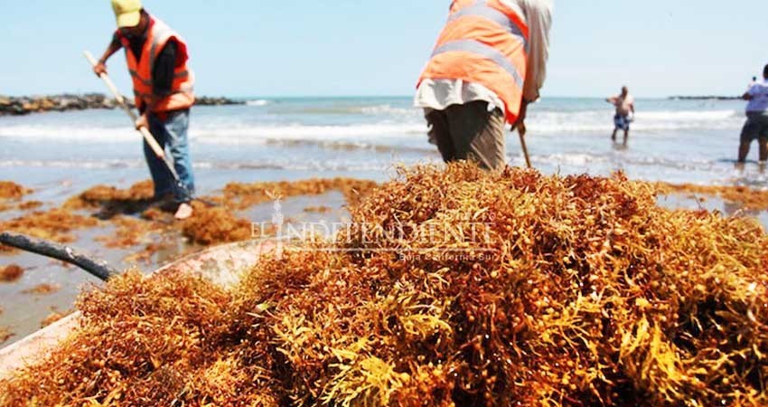 Otorgó millones Ayuntamiento de La Paz a pagadora “fantasma” de Zofemat