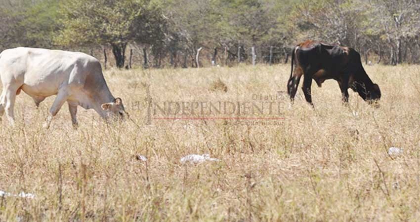 No se ha registrado ganado muerto por sequía en BCS