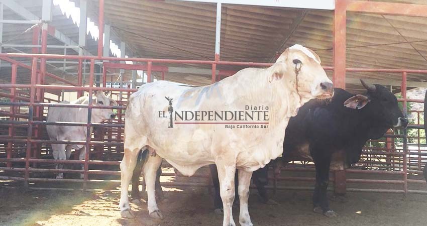 Documentan activistas crueldad de los mataderos