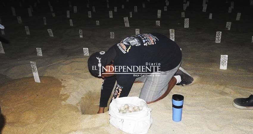 Lanzan campaña de cuidado a las tortugas a través de patrullajes nocturnos