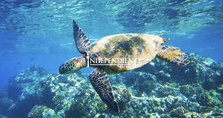 Renueva gobierno federal vigencia de zona de refugio pesquero en Golfo de Ulloa 