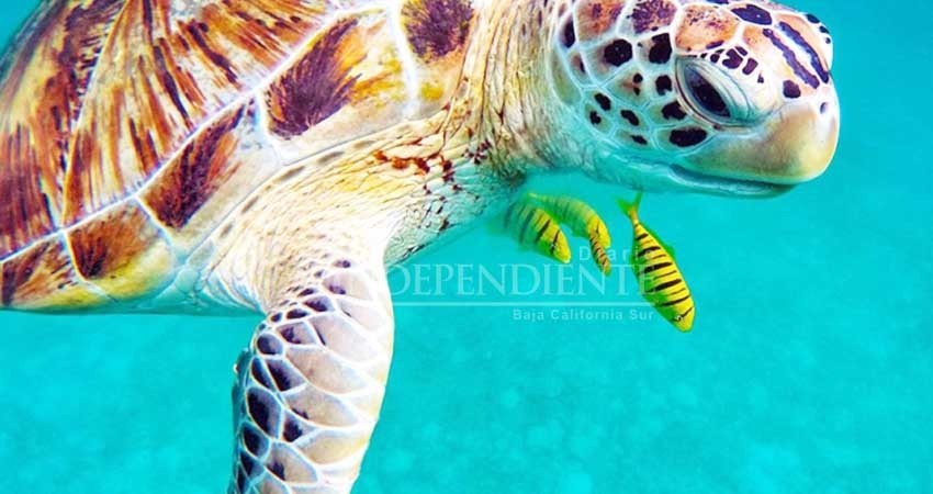 Mentira que regulaciones para preservar Tortugas Marinas prohíban pescar