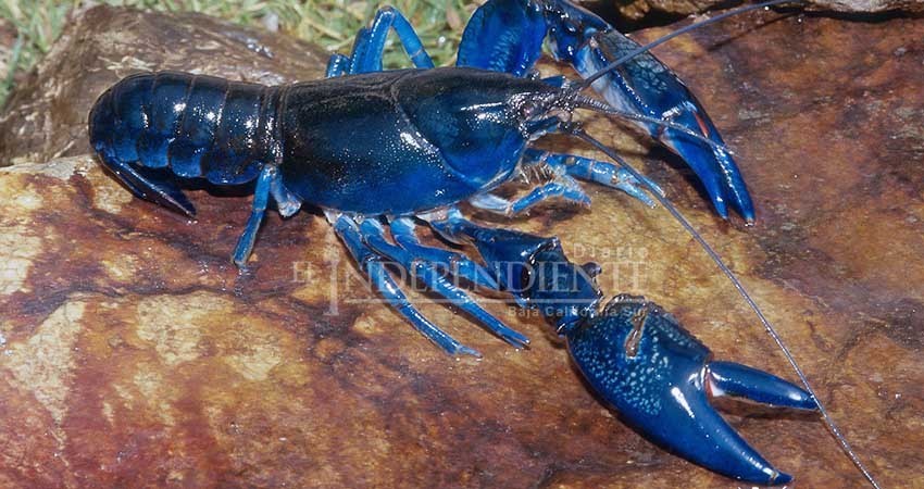 Modifica CONAPESCA las tallas de langosta verde y azul para BCS