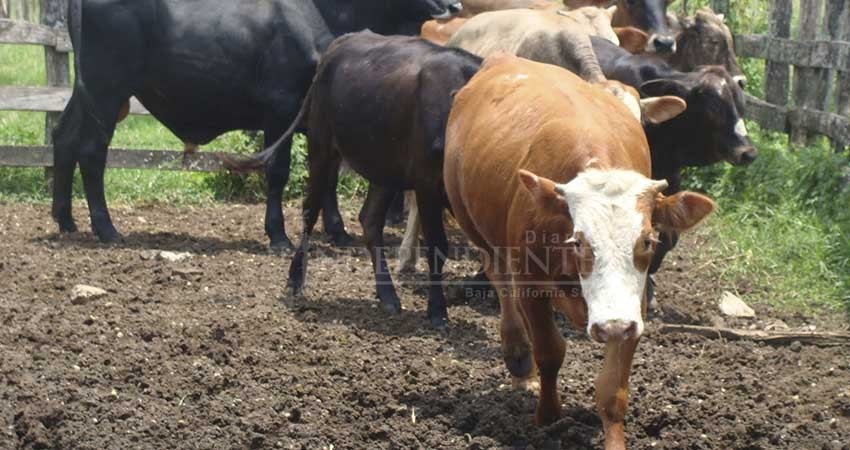 Sólo existen 4 agentes de investigación para robo de ganado en BCS