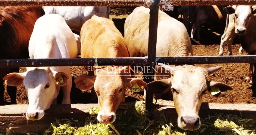 BCS en su última etapa para acreditarse como zona libre de garrapata en ganado