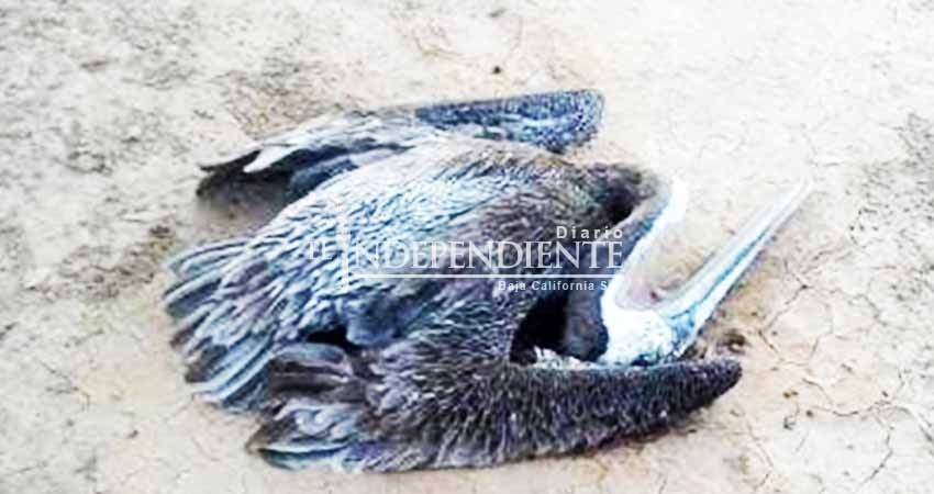 Por esta razón pelícanos se desploman en las calles de Mexicali