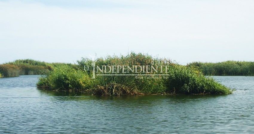 Busca UABCS potencializar turismo de avistamiento de flora y fauna