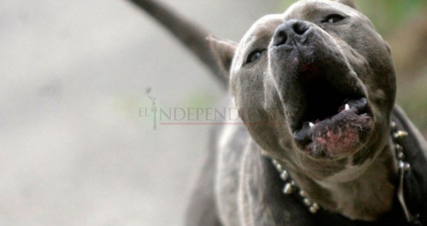 Fallece niño de 4 años que fue atacado por un perro Pit Bull en SJC