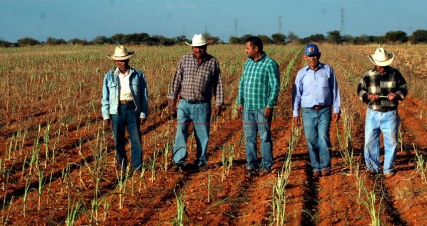 Crece BCS, pero el campo sigue rezagado y disminuye 1.4%