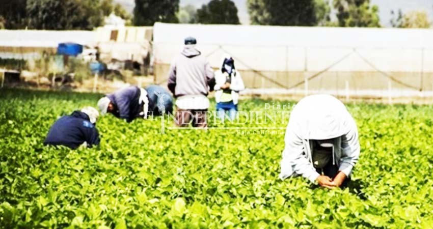 Sin quejas por violación a derechos de jornaleros este 2018: Derechos Humanos