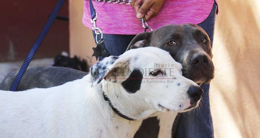 Renuncia Sociedad Humanitaria de Los Cabos al Comité Municipal Pro Animal