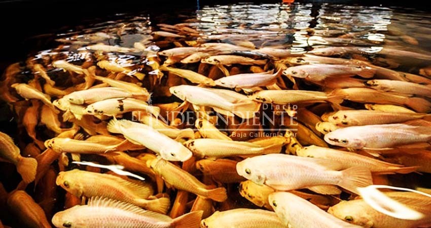 Tilapia, la oportunidad de negocio de una startup alemana